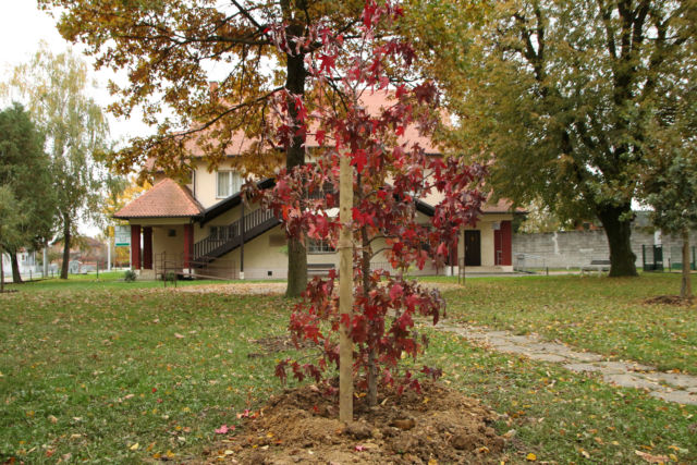 Liquidambar styraciflua – Američki likvidamba