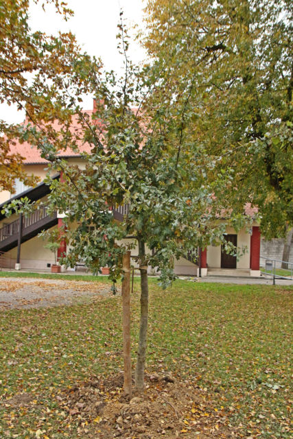 Quercus robur – hrast lužnjak