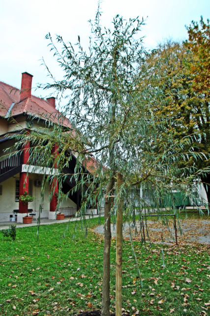 Salix alba vitallina 'Pendula'– bijela žalosna vrba